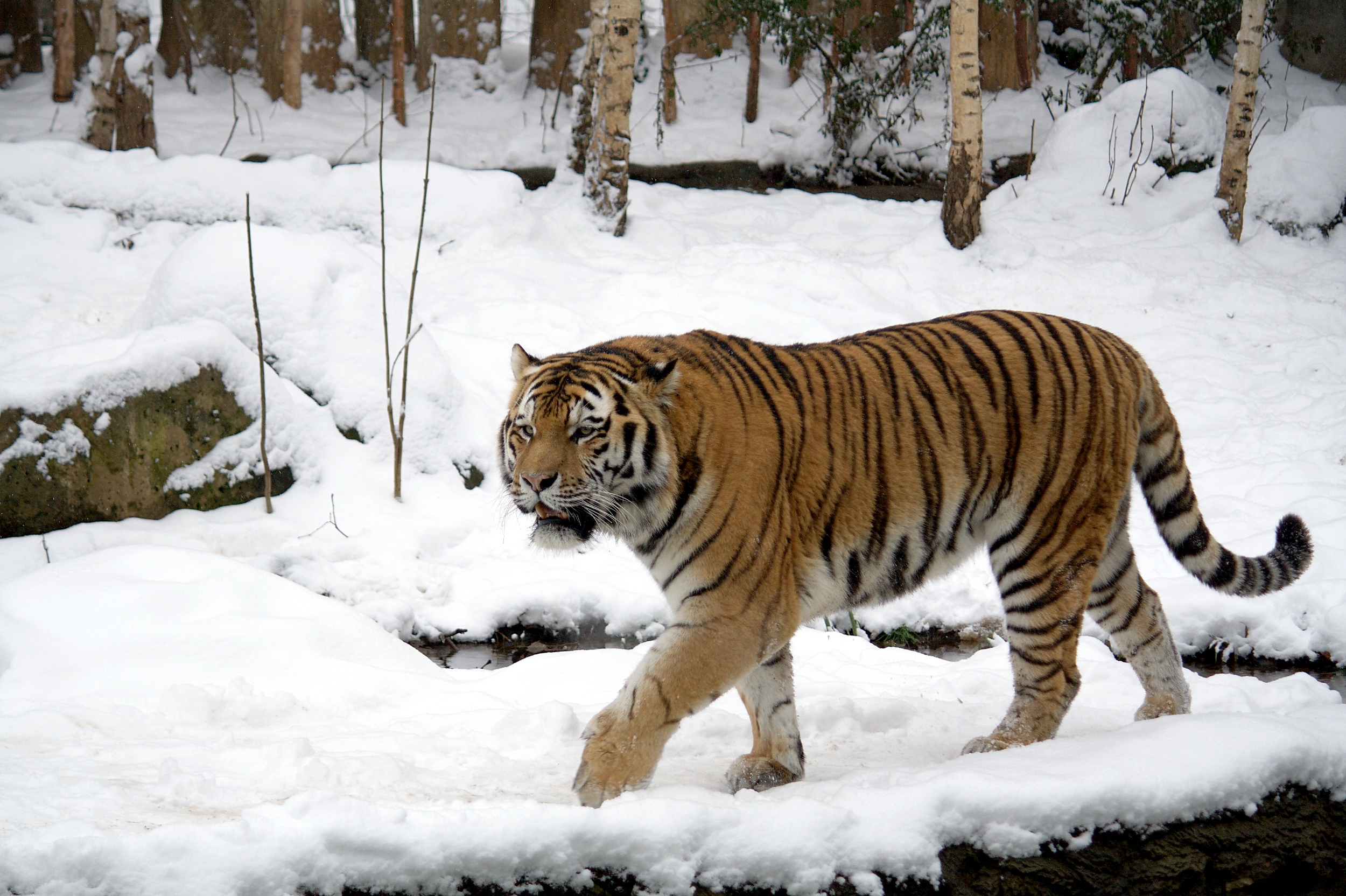 Siberian-tiger